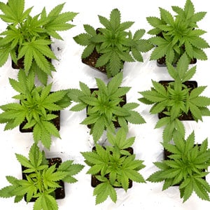 22 days of marijuana vegetative stage top view