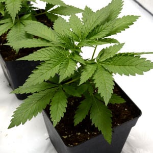 22 days of marijuana vegetative stage close view