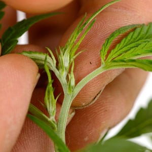 Pruning marijuana step 1