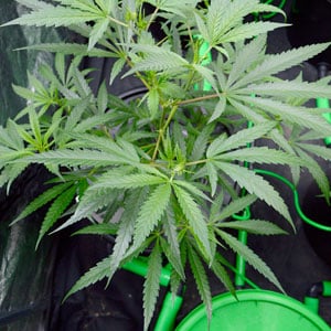Flowering phase of marijuana growing