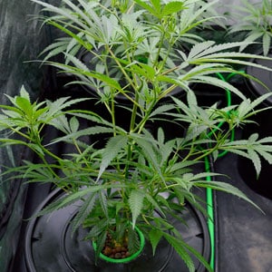 Healthy marijuana growing after changing the light