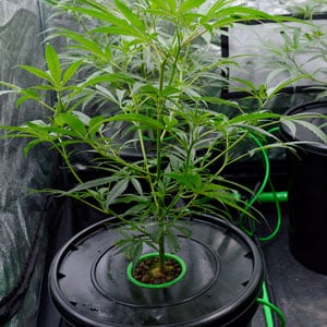 Healthy marijuana growing after changing the water