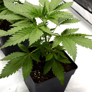 24 days marijuana plants 1 gallon pot