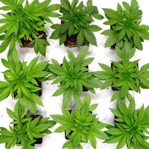 24 days of marijuana vegetative stage top view