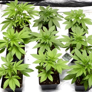 24 days of marijuana vegetative stage side view