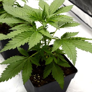 24 days of marijuana vegetative stage close view