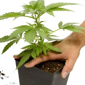 Transplanting marijuana plant step 1