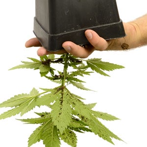 Transplanting marijuana plant step 2