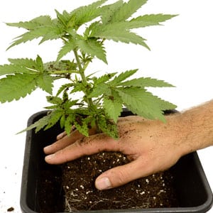 Transplanting marijuana plant step 5