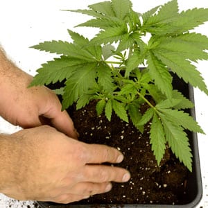 Transplanting marijuana plant step 6