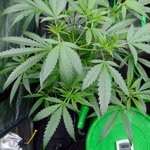 Measuring pH and EC during marijuana growing