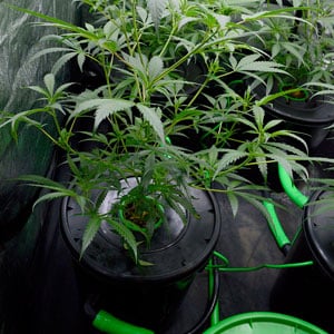 pH and EC during marijuana vegetation 