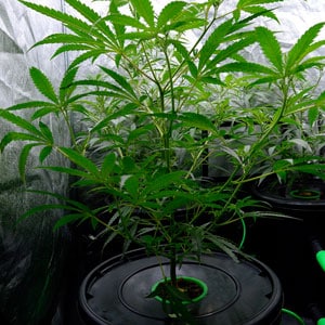 EC 1.5 during marijuana vegetation 