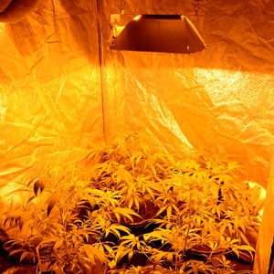 HPS lights on for growing marijuana