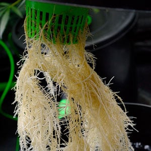 Huge and healthy marijuana roots