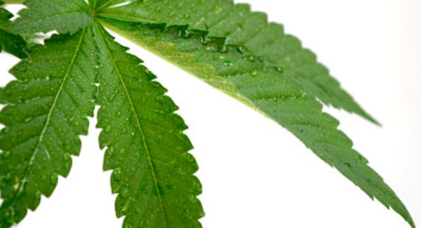 Marijuana leaf humidity