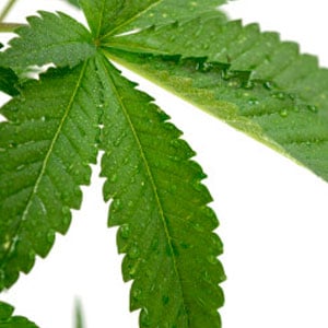 26 days growth marijuana leaf humidity