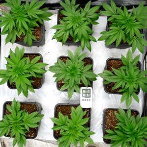 26 days of marijuana vegetative stage top view