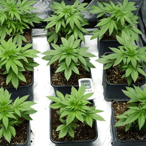 Marijuana plant week 2 vegetation
