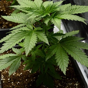 26 days of marijuana vegetative stage close view