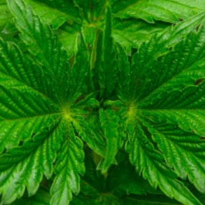 26 days of marijuana vegetative stage 