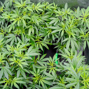 Flowering marijuana plants day 29 top view