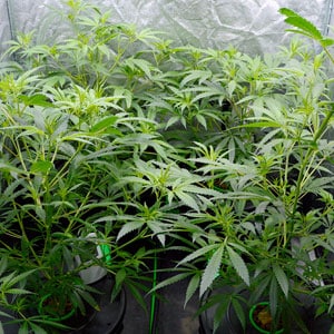 Flowering marijuana plants day 29 side view