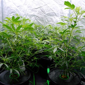 Flowering marijuana plants day 29 bottom view