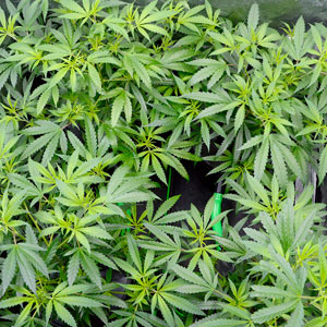 Healthy marijuana plants