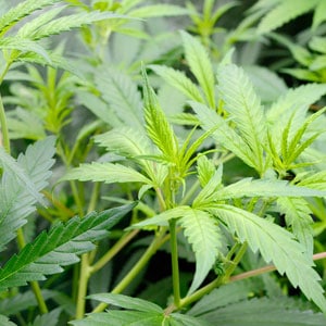 Healthy marijuana leaves