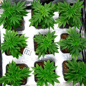 29 days of marijuana vegetative stage top view