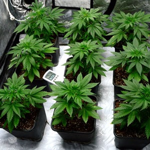 29 days of marijuana vegetative stage side view