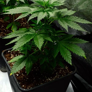 29 days of marijuana vegetative stage close view