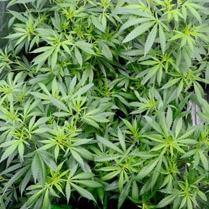 Flowering marijuana plants day 31 top view
