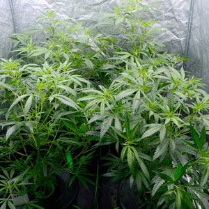 Flowering marijuana plants day 31 side view
