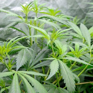 side branches of marijuana plants