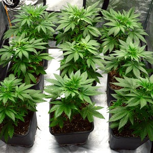 31 days of marijuana vegetative stage side view