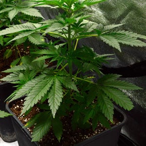 31 days of marijuana vegetative stage close view