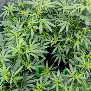 Flowering marijuana plants day 33 top view