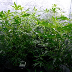 Flowering marijuana plants day 33 bottom view