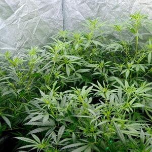 Setting up a net for marijuana flowering