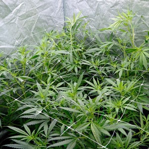 Growing marijuana with a net