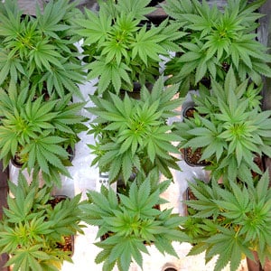 33 days of marijuana vegetative stage top view