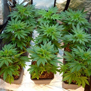 33 days of marijuana vegetative stage side view