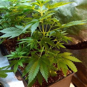 33 days of marijuana vegetative stage close view