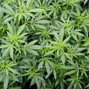Flowering marijuana plants day 36 top view