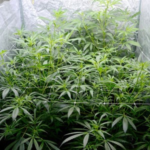 Flowering marijuana plants day 36 side view