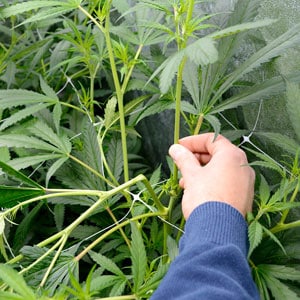 Squeezing the marijuana plant stem for super cropping