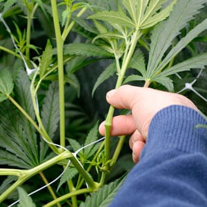 bending the marijuana plant stem for super cropping