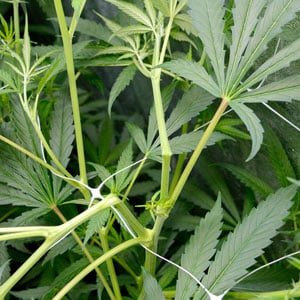 marijuana super cropping done